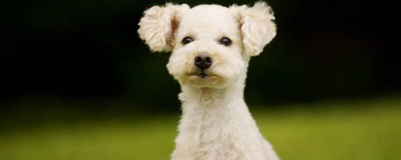 What to pay attention to after the dog operation