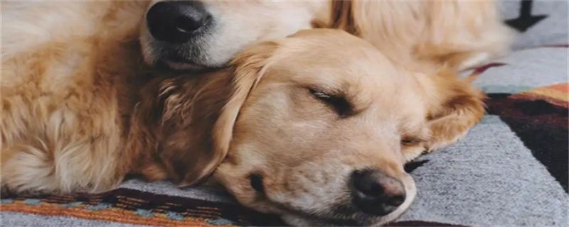 How much does a golden retriever eat a month