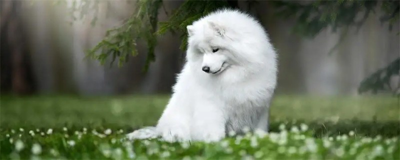 How much dog food does a two-month-old Samoyed eat a day