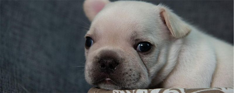 Precautions for dog vaccination