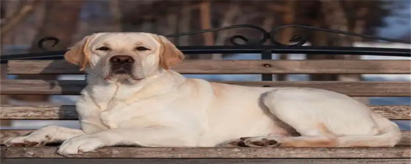 What foods should Labradors not eat?