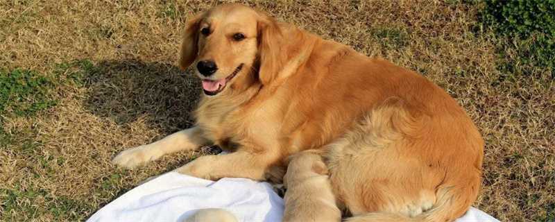 How long does it take for male hormones to completely withdraw after dog neutering?