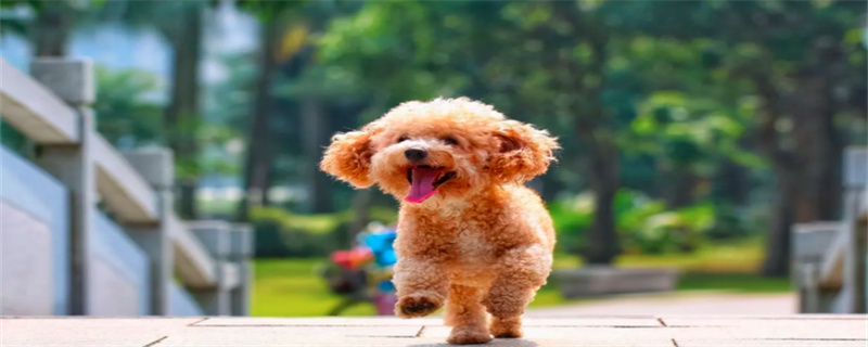 What medicine does the poodle take for a cold?