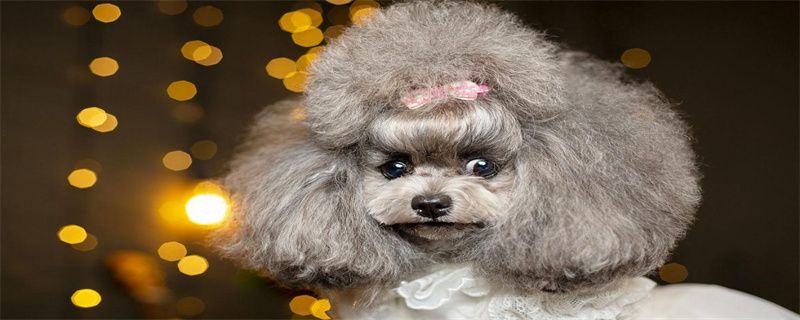 What is the cause of poodle vomiting blood?