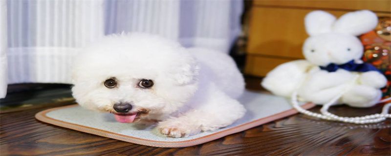 Can Bichon Frize Eat Strawberries?