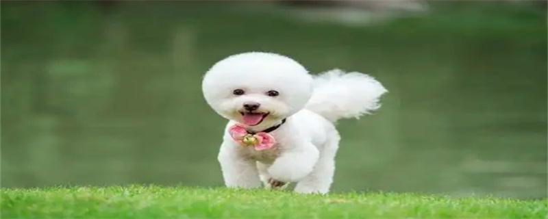 bichon vomits undigested food