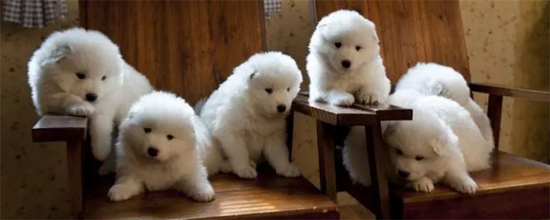 What to do if the ears of Samoyed are yellow