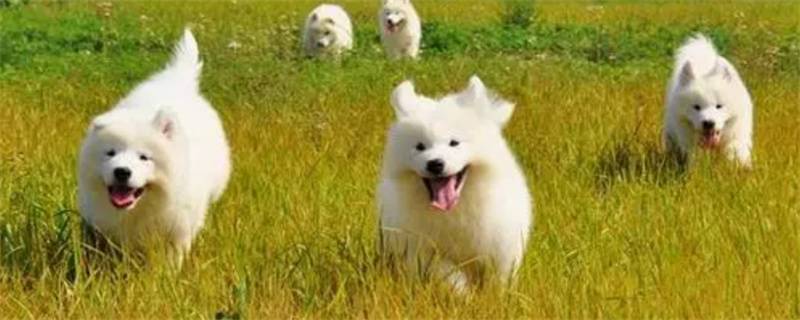 Samoyed estrus days