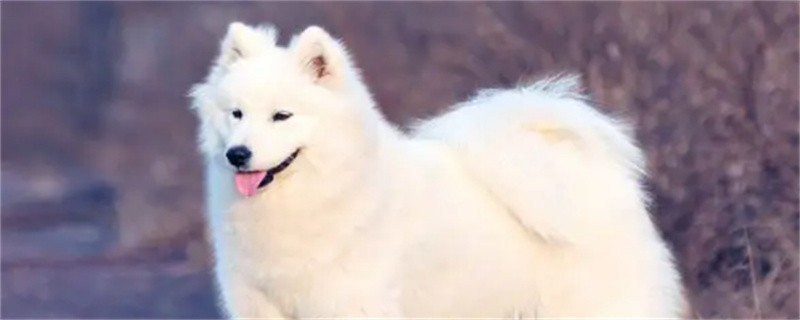 Samoyed spit white viscous liquid