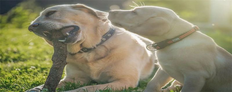How to do dog flatulence fast exhaust