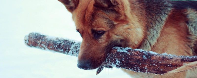 What Are the Symptoms of Miscarriage in Dogs?