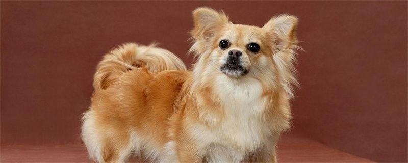 How to Prevent Dog Mites