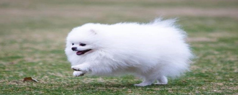 Are Pomeranians afraid of heat?