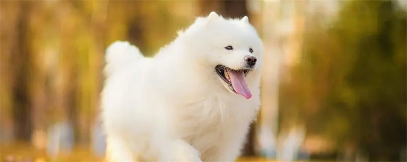 Can Samoyed swim?