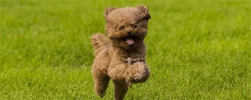what's the matter with teddy's cough