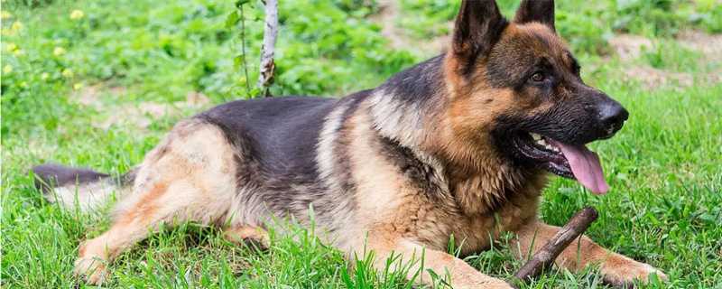 How many days does German shepherd give birth