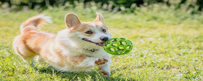 Corgi likes to bite