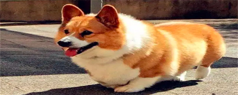 What medicine does Corgi take for a cold?