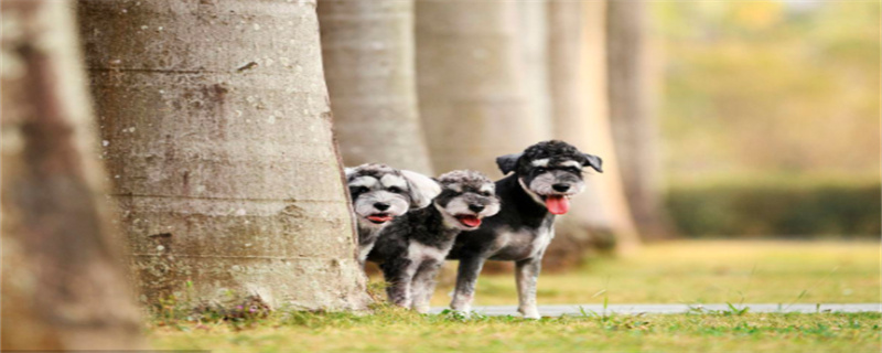 Schnauzer vaccination time