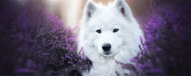 What is the best food for Samoyeds?