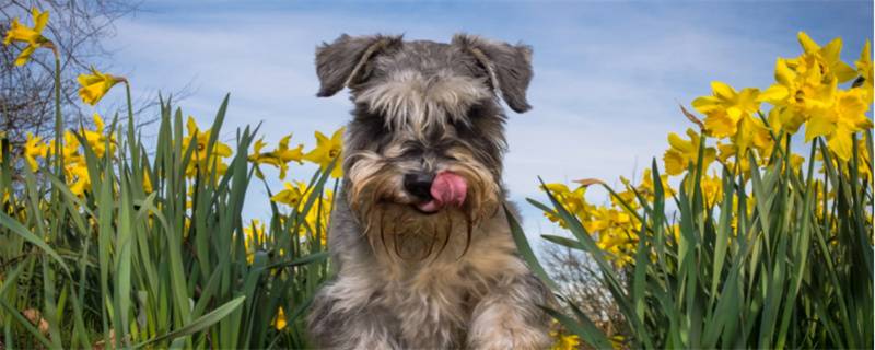 Can Schnauzer eat hawthorn slices