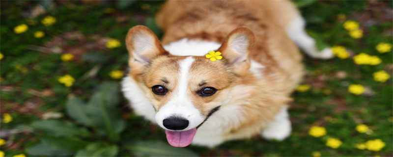 What are the neurological symptoms of canine distemper?