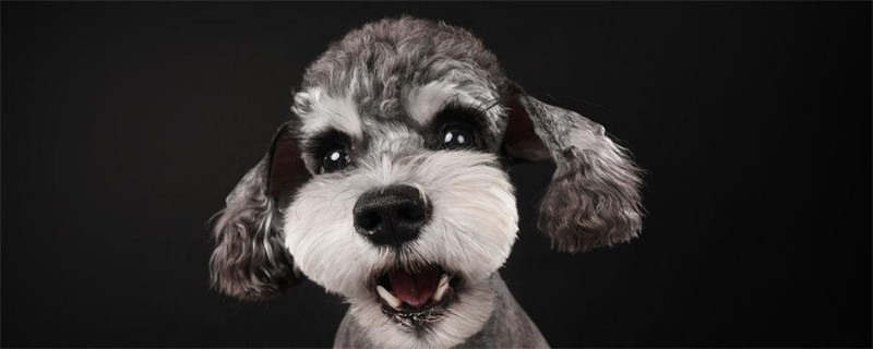 Schnauzer will not eat after neutering