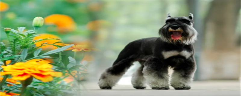 What kind of food is best for Schnauzer?