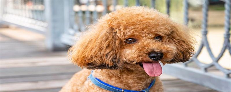 What are the signs of successful dog breeding?