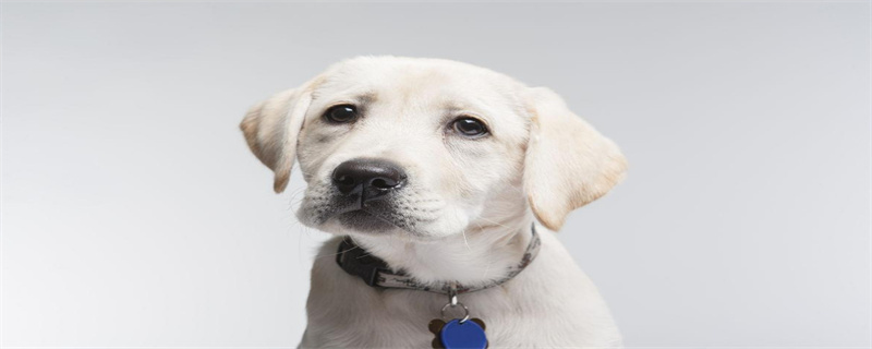 How long does it take for a dog to recover from a cold and cough?