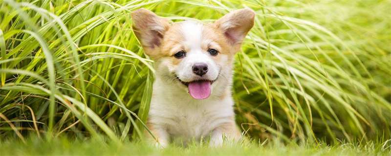What to do if your dog farts badly
