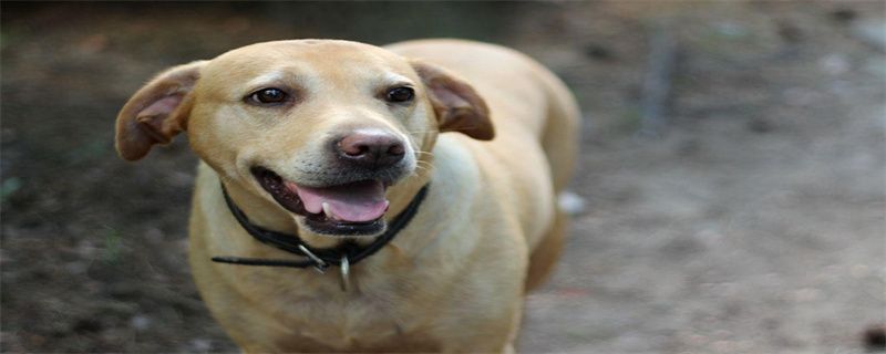 What's wrong with Labrador's lameness?