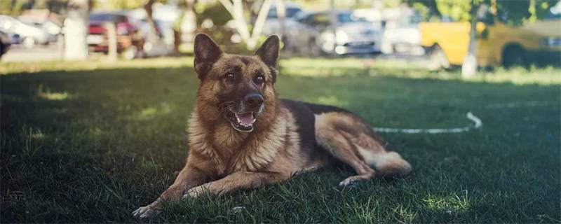 German shepherd is too thin what to do