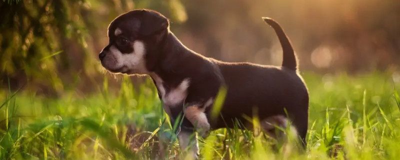 What to do if your dog has canine distemper