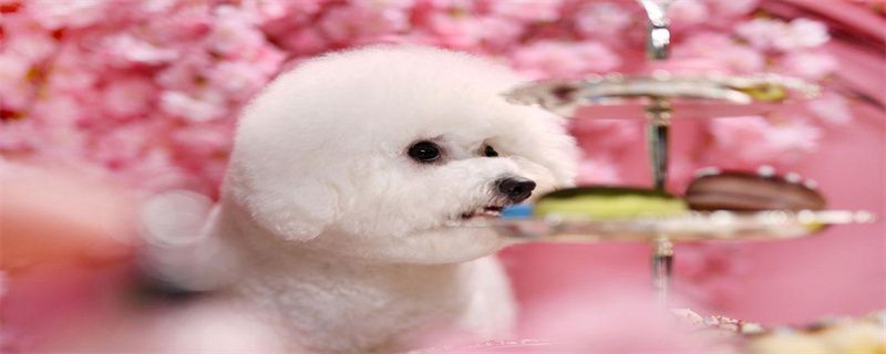 What to do if the Bichon Frize has diarrhea