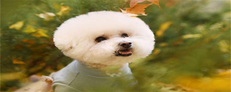 What kind of food does the Bichon Frize like to eat?
