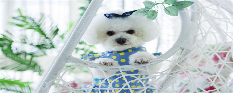 Pomeranian asthma how to do