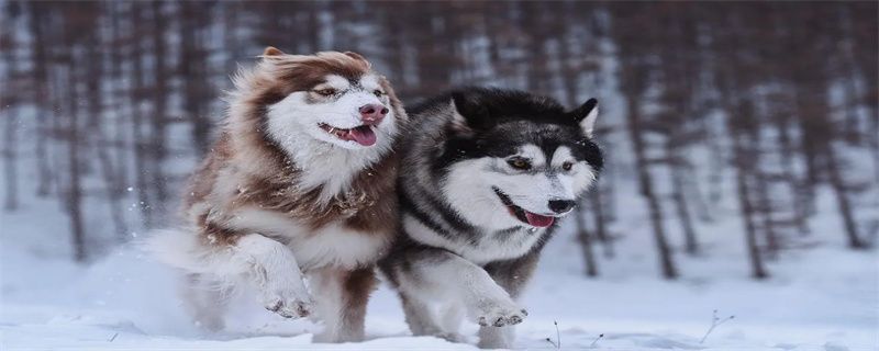 How to train a dog better