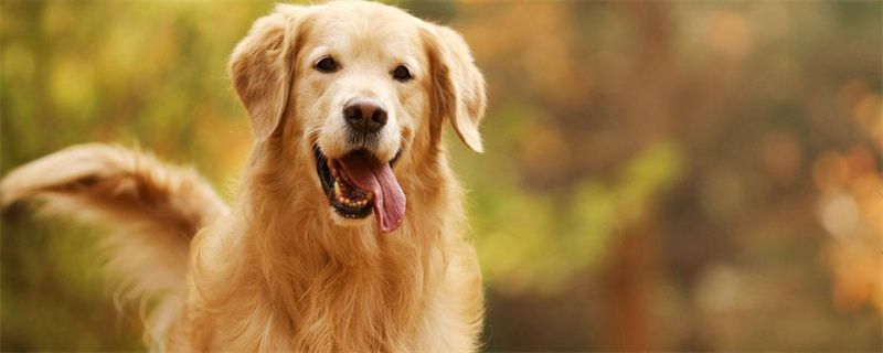 What to do if the golden retriever gets tiny
