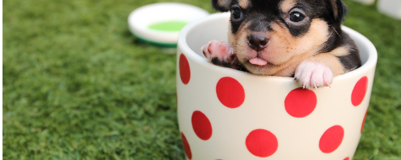 Can Puppy Pneumonia Be Cured?