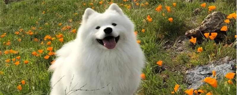 How to do Samoyed hair removal