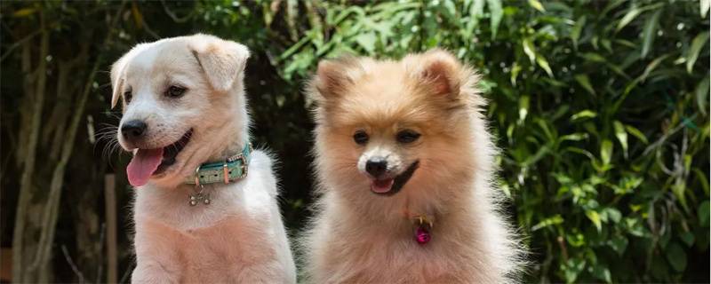 How to treat dogs with eye droppings