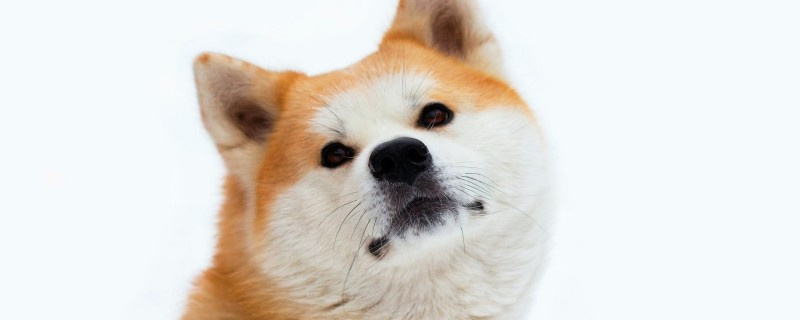 What are the causes of soft stools in dogs?