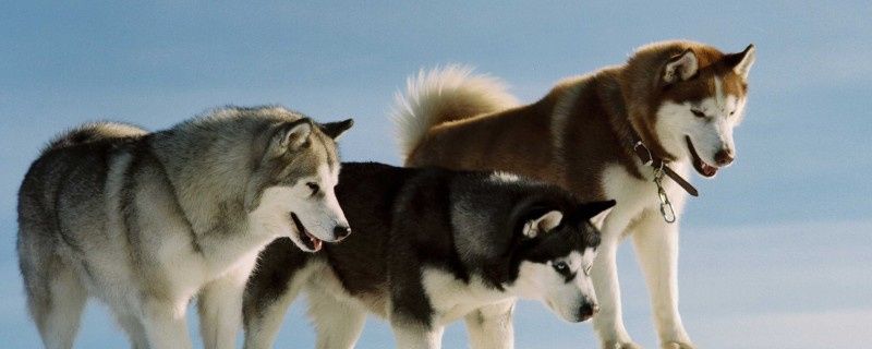 How to get rid of dog stomach flatulence