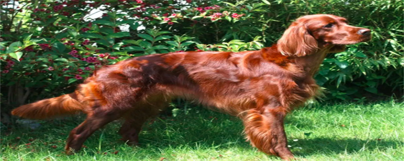 Can a dog be cured of a cold?