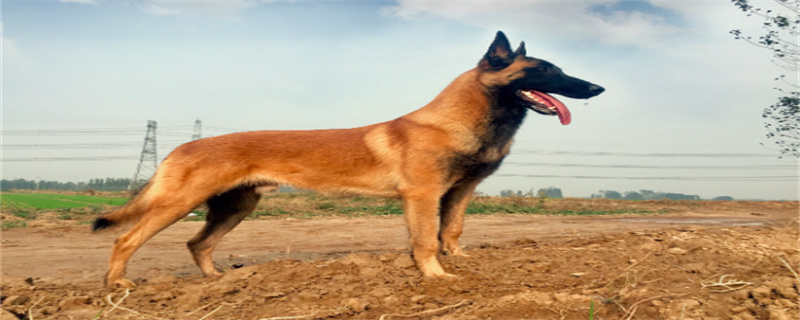 Can dogs live without vaccinations?