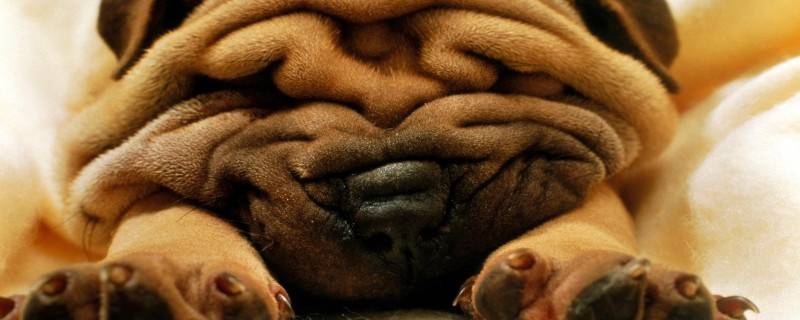Why Dogs Can't Eat Plums Reasons Dogs Can't Eat Plums