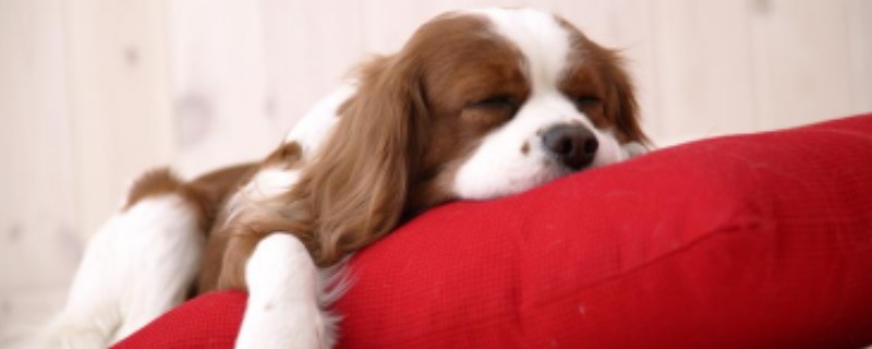 What Happens When Dogs Eat Crispy Fried Chicken?