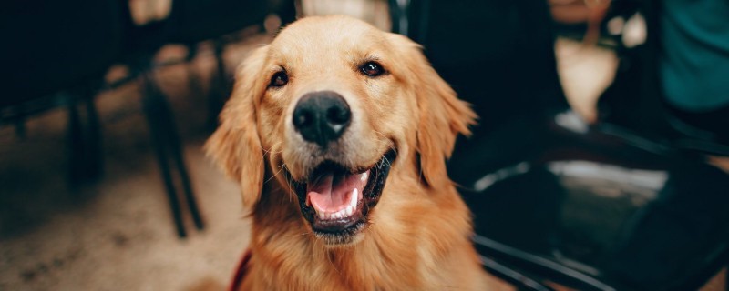 What causes dog hair to change color?