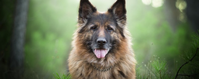 can dogs eat raw eggs